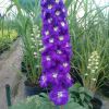 Delphinium Elatum Purple Passion